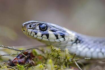 Grass snake (Natrix natrix), portrait, Oldenburger Muensterland, Visbek, Lower Saxony, Germany, Europe