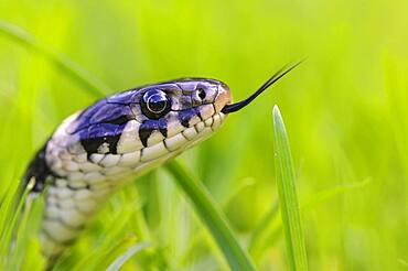 Bridled grass snake (Natrix natrix) in grass, portrait, Oldenburger Muensterland, Visbek, Lower Saxony, Germany, Europe