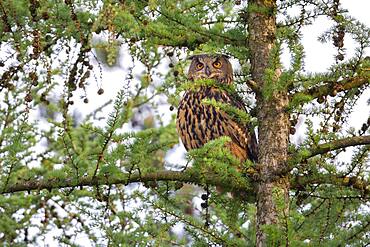 Eurasian eagle-owl (Bubo bubo) in a larch, owl, Oldenburger Muensterland, Vechta, Lower Saxony, Germany, Europe