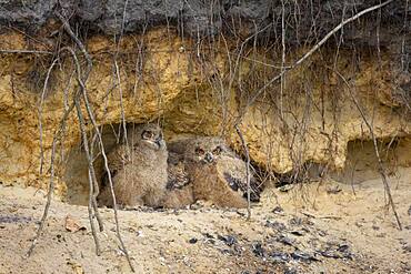 Young eagle owls (Bubo bubo) in a nest in a gravel pit, owl, Oldenburger Muensterland, Vechta, Lower Saxony, Germany, Europe