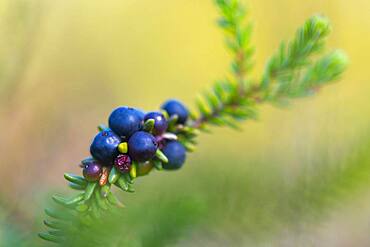 Crowberry (Empetrum), raised bog, Diepholzer Moorniederung, Wagenfeld, Lower Saxony, Germany, Europe