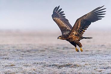 Flying white-tailed eagle (Haliaeetus albicilla) in winter, Kutno, Poland, Europe