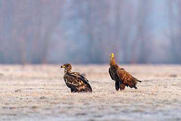 Young white-tailed eagles (Haliaeetus albicilla) sitting in a meadow in winter landscape, calling, Kutno, Poland, Europe