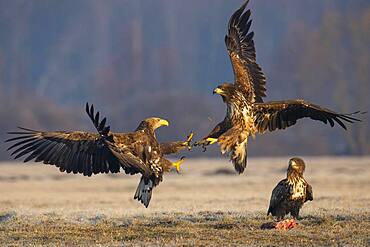 Two young white-tailed eagles (Haliaeetus albicilla) quarreling in the air, Kutno, Poland, Europe