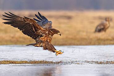 Young white-tailed eagle (Haliaeetus albicilla) landing at the edge of a lake, Kutno, Poland, Europe