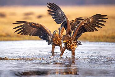 Young white-tailed eagle (Haliaeetus albicilla) in winter with upraised wings on the shore of a lake, Kutno, Poland, Europe