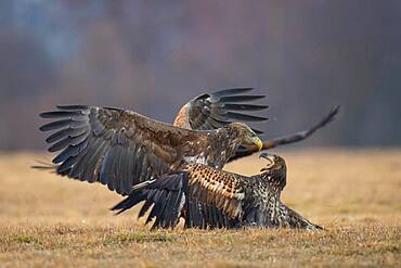 Two contending white-tailed eagles (Haliaeetus albicilla), Kutno, Poland, Europe