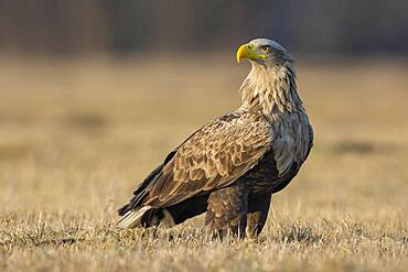 Old white-tailed eagle (Haliaeetus albicilla) secured, Kutno, Poland, Europe