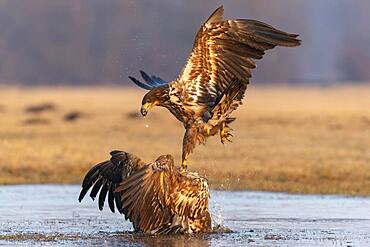 Two young white-tailed eagles (Haliaeetus albicilla) fighting for prey in flight, winter, Kutno, Poland, Europe