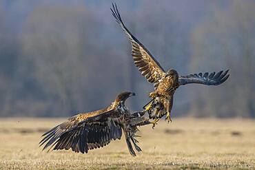 Two young white-tailed eagles (Haliaeetus albicilla) fighting for prey in flight, winter, Kutno, Poland, Europe