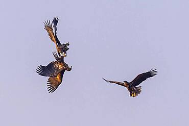 Young white-tailed eagles (Haliaeetus albicilla) fighting for prey in flight, winter, Kutno, Poland, Europe