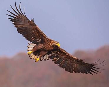 White-tailed eagle (Haliaeetus albicilla) in flight, Kutno, Poland, Europe