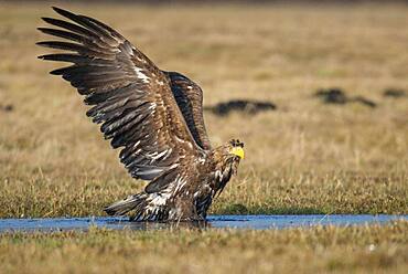 Bathing White-tailed eagle (Haliaeetus albicilla), Kutno, Poland, Europe