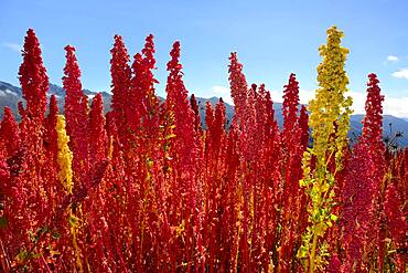 Panicles of ripe quinoa (Chenopodium quinoa), Andahuaylas Province, Peru, South America