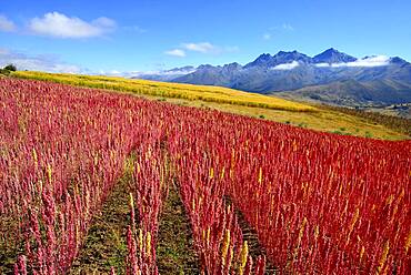 Field with ripe quinoa (Chenopodium quinoa), Andahuaylas Province, Peru, South America