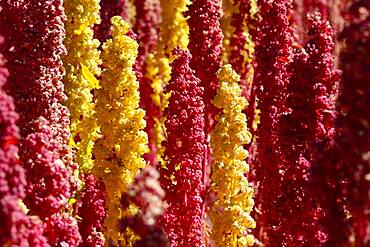 Panicles of ripe quinoa (Chenopodium quinoa), Andahuaylas Province, Peru, South America