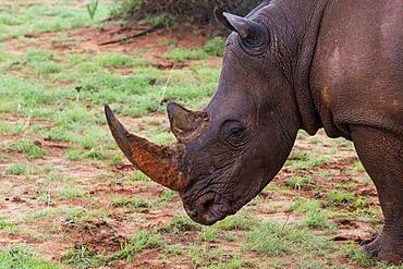 White rhinoceros (Ceratotherium simum) Hardap Region, Kalahari, Namibia, Africa