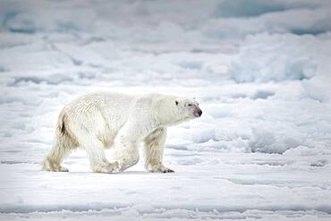 Polar bear (Ursus maritimus) walking on pack ice, Arctic, Spitsbergen, Svalbard