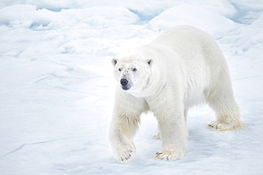 Polar bear (Ursus maritimus) walking on pack ice, Arctic, Spitsbergen, Svalbard