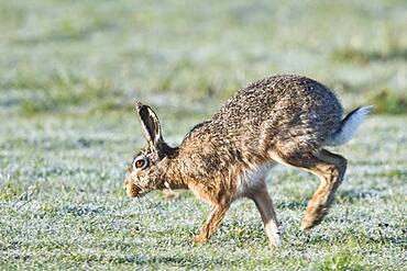 European hare (Lepus europaeus), Emsland, Lower Saxony, Germany, Europe