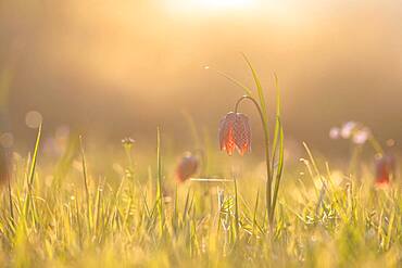 Chess flower, also called checkerboard flower (Fritillaria meleagris) in a wet meadow, sunset, Doubs nature park Park, Les Brenets, Canton Neuchatel, Switzerland, Europe