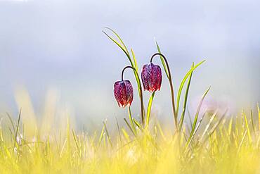 Chess flower, also known as checkerboard flower (Fritillaria meleagris) in a wet meadow, Doubs nature park Park, Les Brenets, Canton Neuchatel, Switzerland, Europe