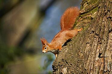 Eurasian red squirrel (Sciurus vulgaris), Bavaria, Germany, Europe