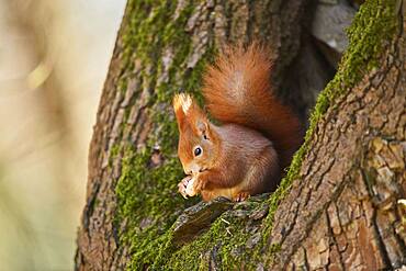 Eurasian red squirrel (Sciurus vulgaris), Bavaria, Germany, Europe