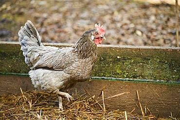 Chicken (Gallus gallus domesticus) hen, Bavaria, Germany, Europe