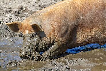 Duroc pig, old domestic breed from the USA, Eggen-Hof, Vomp, Tyrol, Austria, Europe