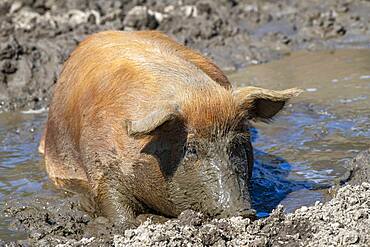 Duroc pig, old domestic breed from the USA, Eggen-Hof, Vomp, Tyrol, Austria, Europe