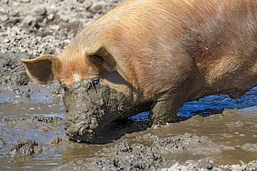 Duroc pig, old domestic breed from the USA, Eggen-Hof, Vomp, Tyrol, Austria, Europe