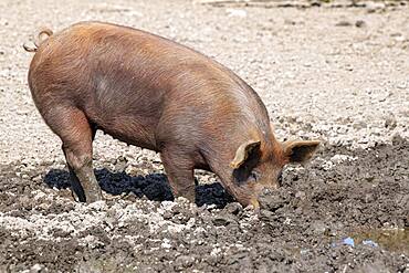 Duroc pig, old domestic breed from the USA, Eggen-Hof, Vomp, Tyrol, Austria, Europe