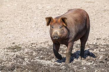 Duroc pig, old domestic breed from the USA, Eggen-Hof, Vomp, Tyrol, Austria, Europe