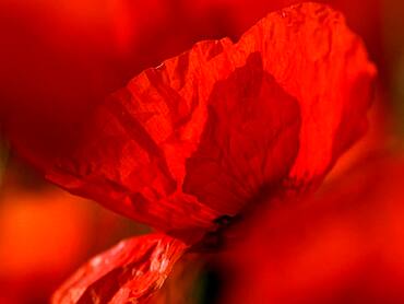 Poppy flowers (Papaver rhoeas), Lower Rhine, North Rhine-Westphalia, Germany, Europe