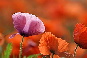 Pink and red poppy (Papaver rhoeas), Lower Rhine, North Rhine-Westphalia, Germany, Europe