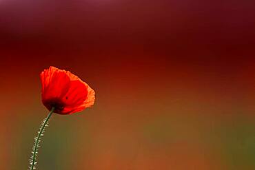 Poppy flowers (Papaver rhoeas), Lower Rhine, North Rhine-Westphalia, Germany, Europe