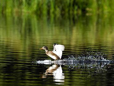 Female gadwall (Anas strepera) landing on water, Rheinberg, Lower Rhine, North Rhine-Westphalia