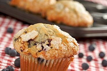 Fresh blueberry muffins out of the oven