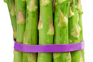 Fresh organic asparagus isolated on a white background