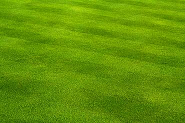 Fresh cut green grass on a spring day