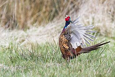 Pheasant (Phasianus colchicus), calling, Lower Saxony, Germany, Europe