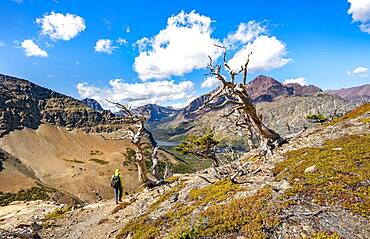 Hiker between dead trees, hiking trail to Scenic Point, view of Two Medicine Lake, mountain peaks Rising Wolf Mountain and Sinopah Mountain, Glacier National Park, Montana, USA, North America