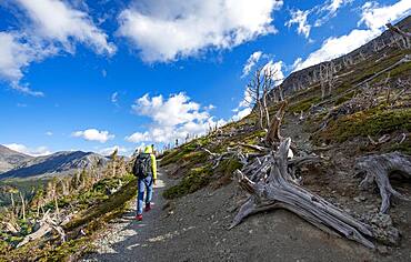 Hiker between dead trees, hiking trail to Scenic Point, Glacier National Park, Montana, USA, North America