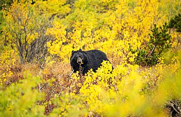 American Black Bear (Ursus americanus) among autumn colored bushes, Glacier National Park, Montana, USA, North America