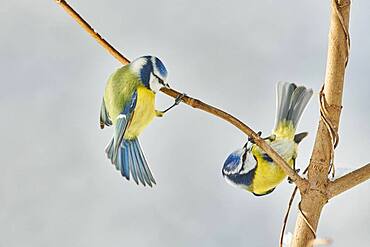 Eurasian blue tit (Cyanistes caeruleus) sitting on a branch, Bavaria, Germany, Europe