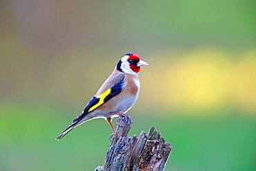 European goldfinch (Carduelis carduelis), Solms, Hesse