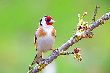 European goldfinch (Carduelis carduelis), Solms, Hesse