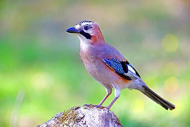 Eurasian jay (Garrulus glandarius), sitting on a root, Solms, Hesse