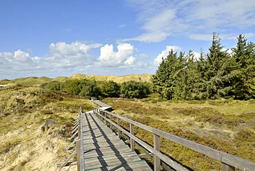 Boardwalk and conifers in the dunes, Norddorf, Amrum, North Frisian Island, North Frisia, Schleswig-Holstein, Germany, Europe